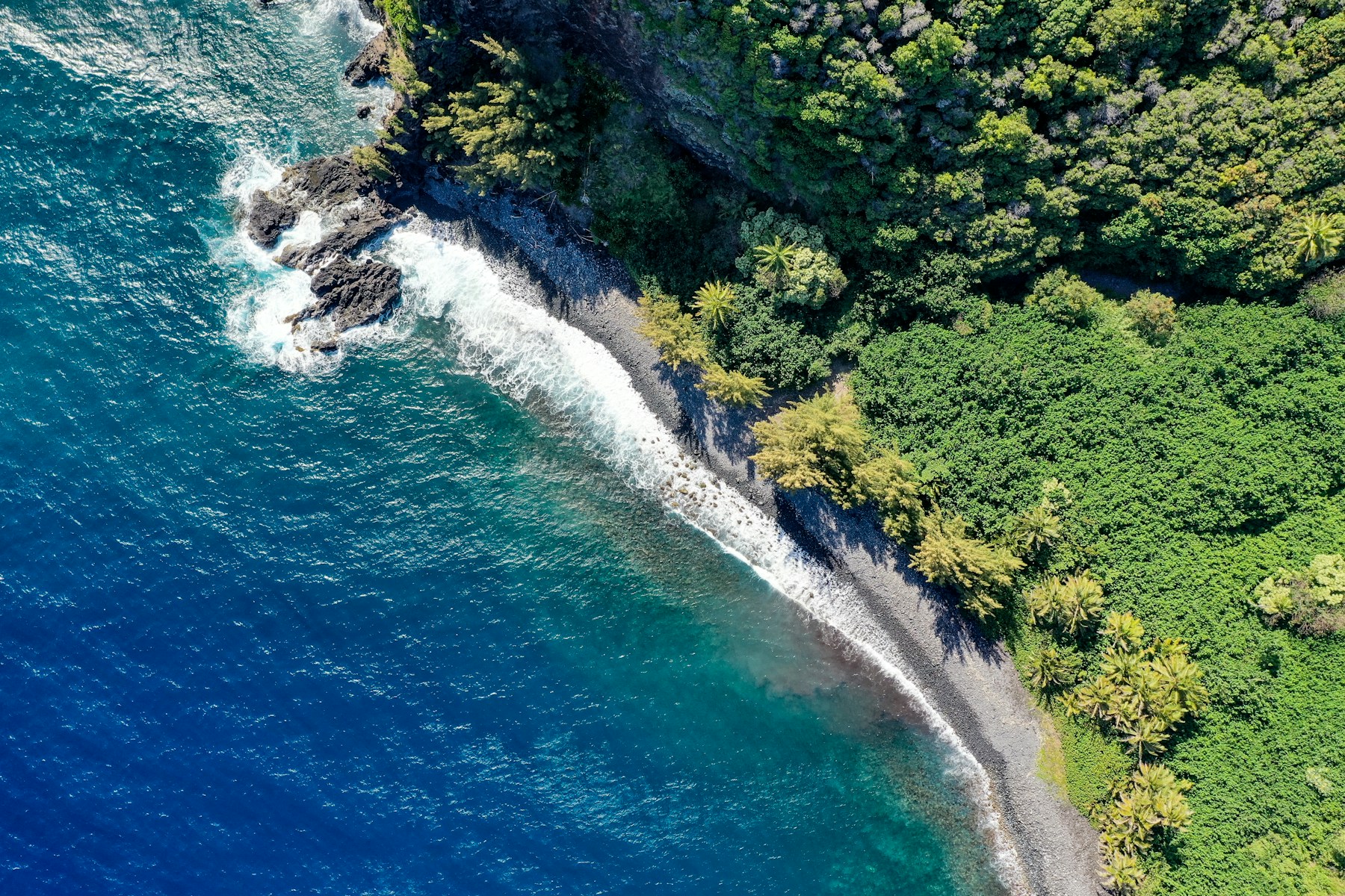 Forest and ocean connected along a natural coastline