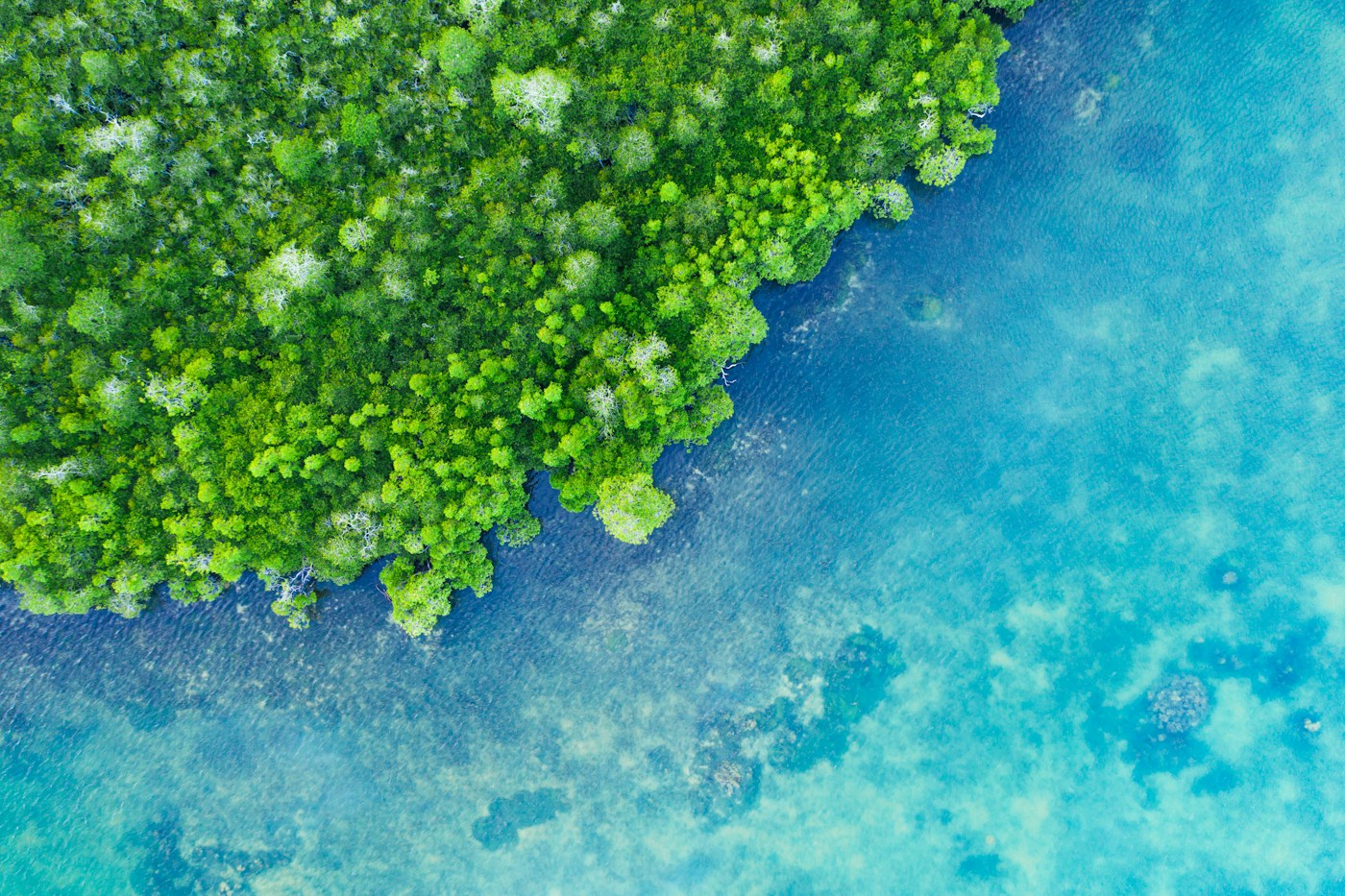 Aerial view of a green mangrove forest beside clear turquoise coastal water